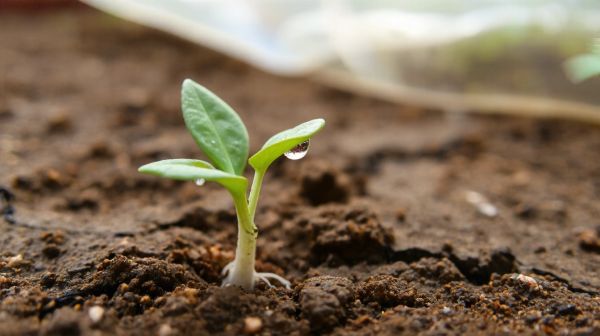Top 10 Expert Tips for Successful Seed Germination