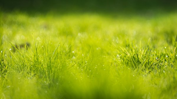 How to Maintain a Healthy Lawn During the UK's Wet Seasons?